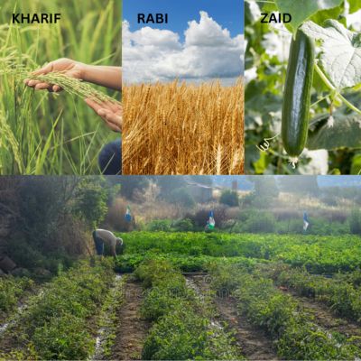 seasonal (मौसमी फसलें)1